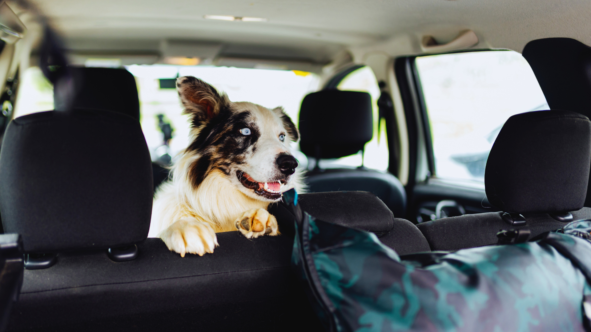 Tips for Traveling with Pets: Essential Advice for a Smooth Journey